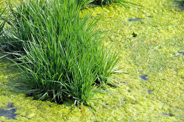 Algen-im-Gartenteich