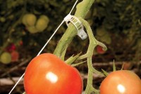 Tomatenrank-Kit dient hochwachsenden Pflanzen zum Stützen und zum Halten